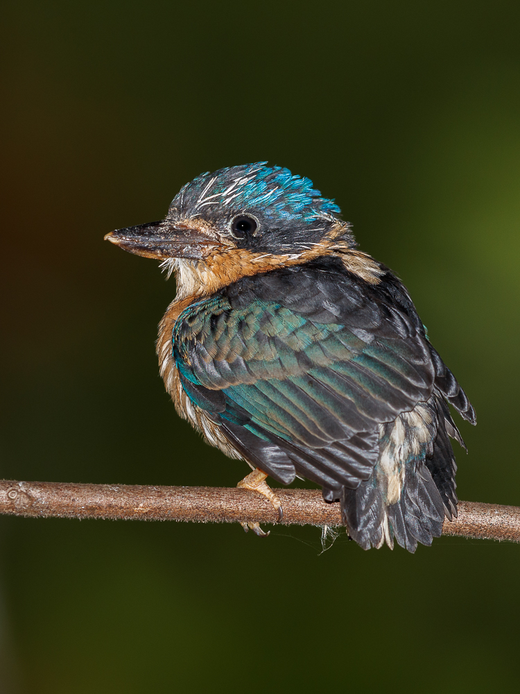 Buff-breasted Paradise-Kingfisher (Image ID 34908)