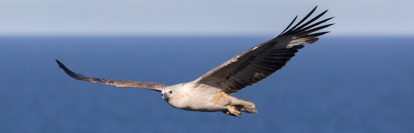 White-bellied Sea-Eagle (Image ID 34737)