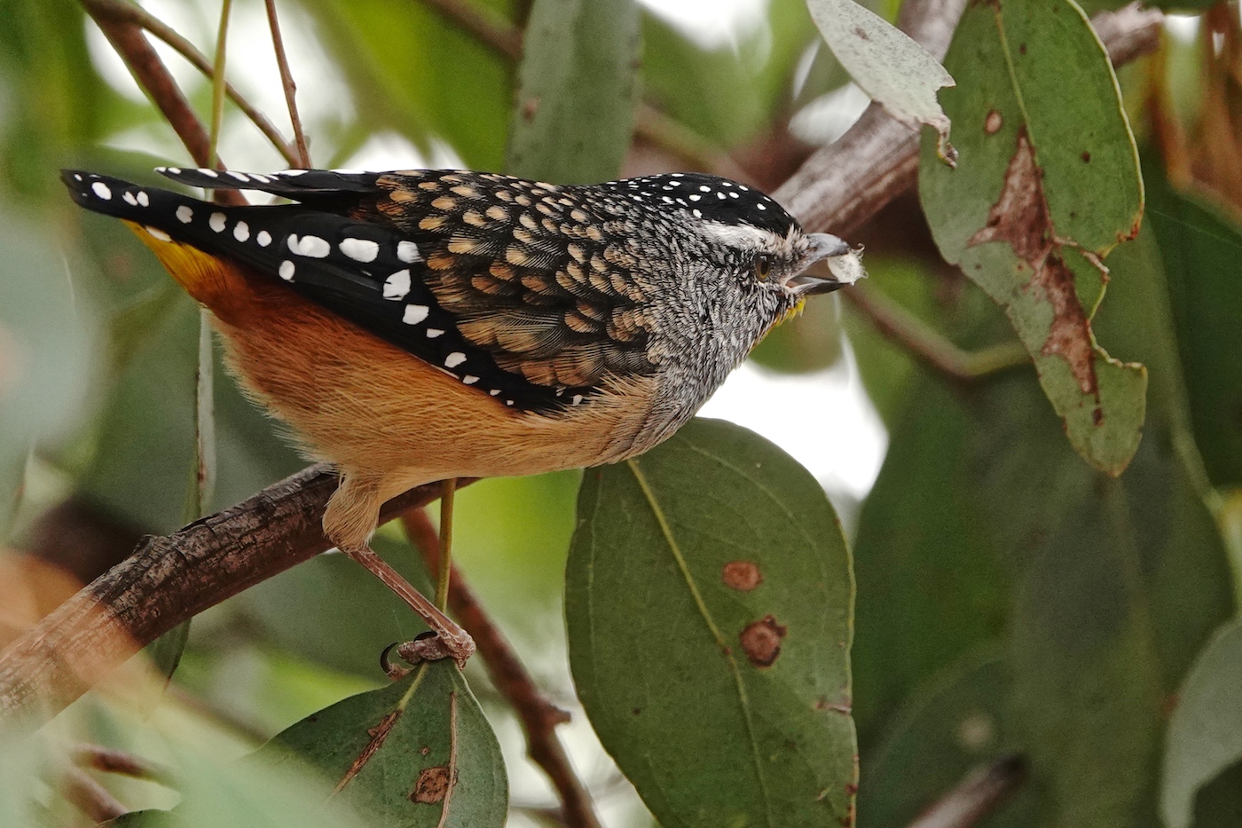 Spotted Pardalote (Image ID 35052)