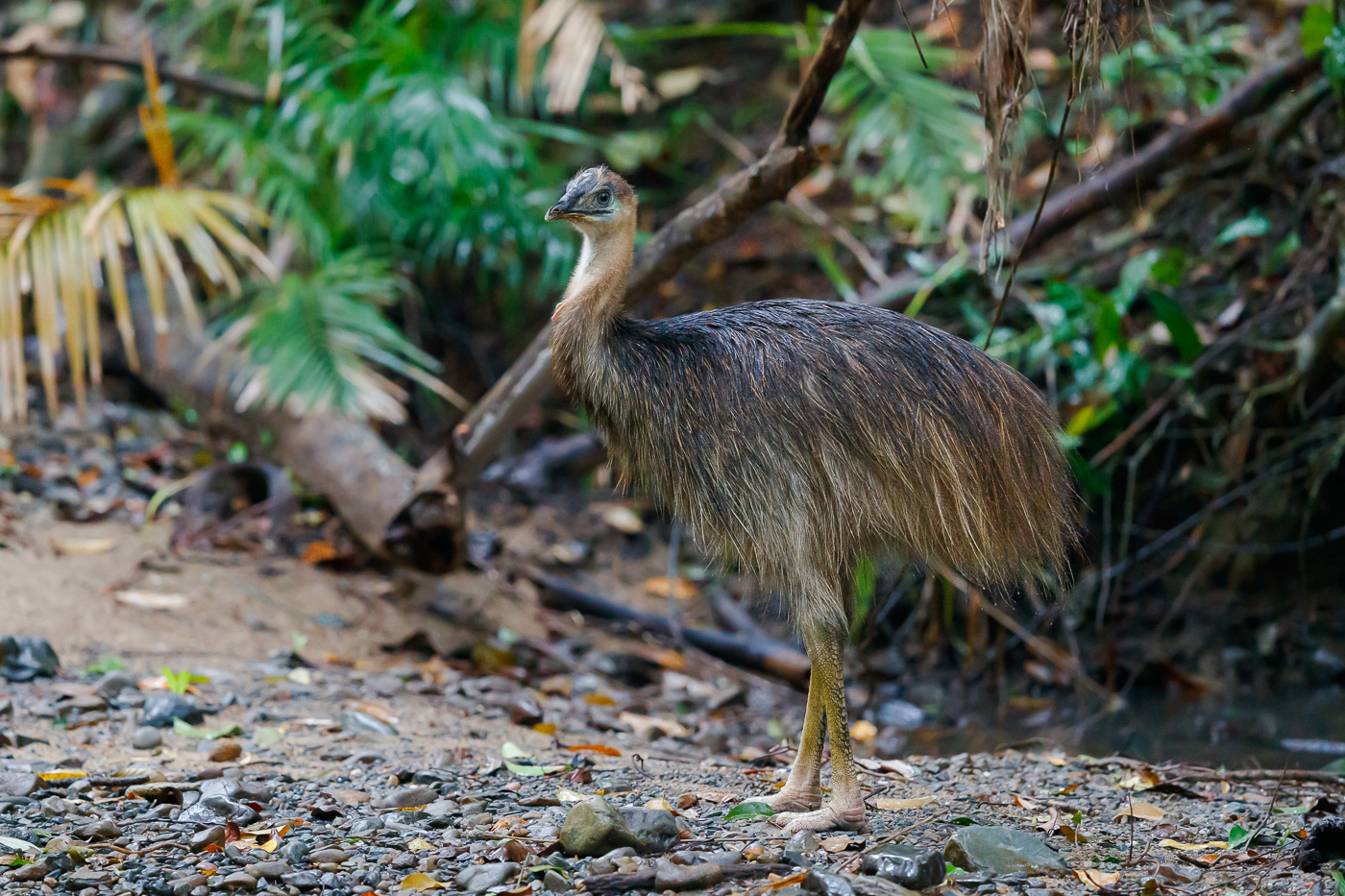 Southern Cassowary (Image ID 35276)