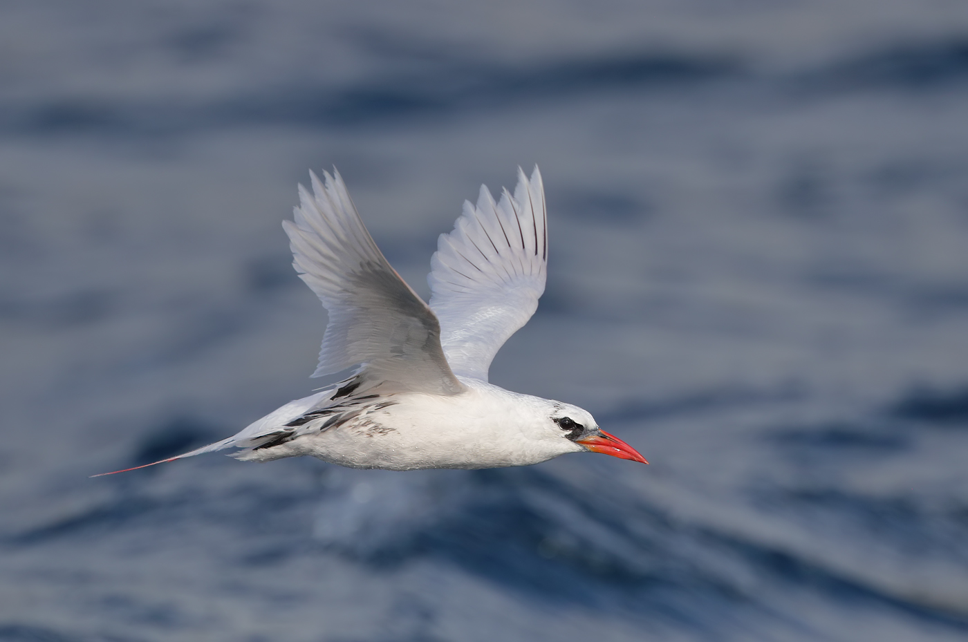 Red-tailed Tropicbird (Image ID 35224)