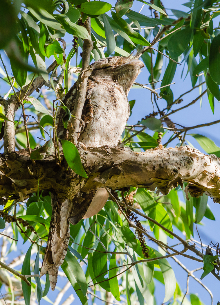 Papuan Frogmouth (Image ID 35099)