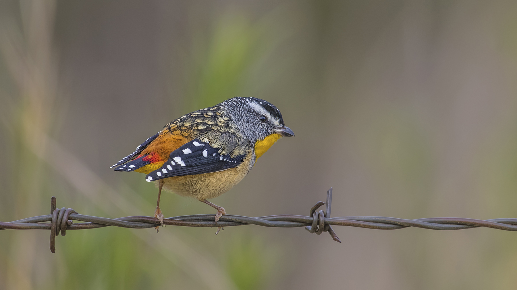 Spotted Pardalote (Image ID 35317)