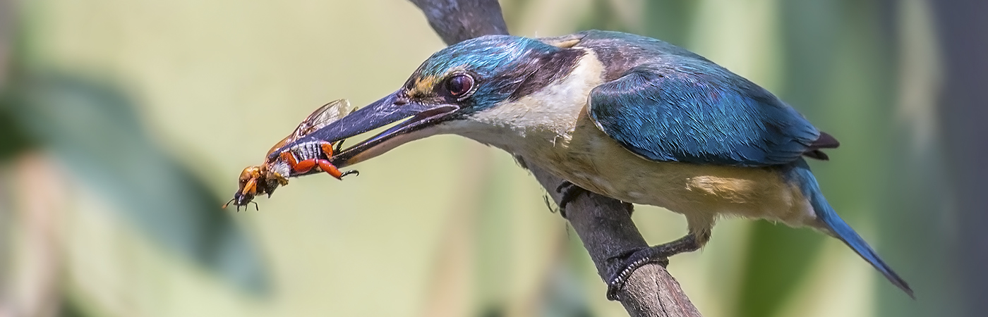 Sacred Kingfisher (Image ID 35485)