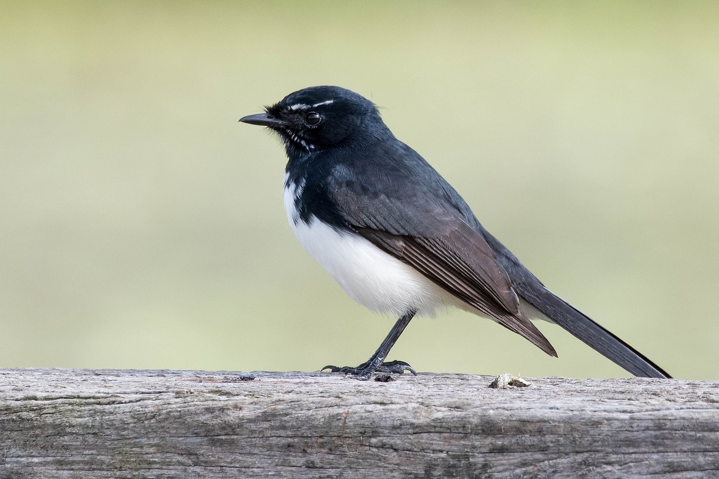 Willie Wagtail (Image ID 35471)