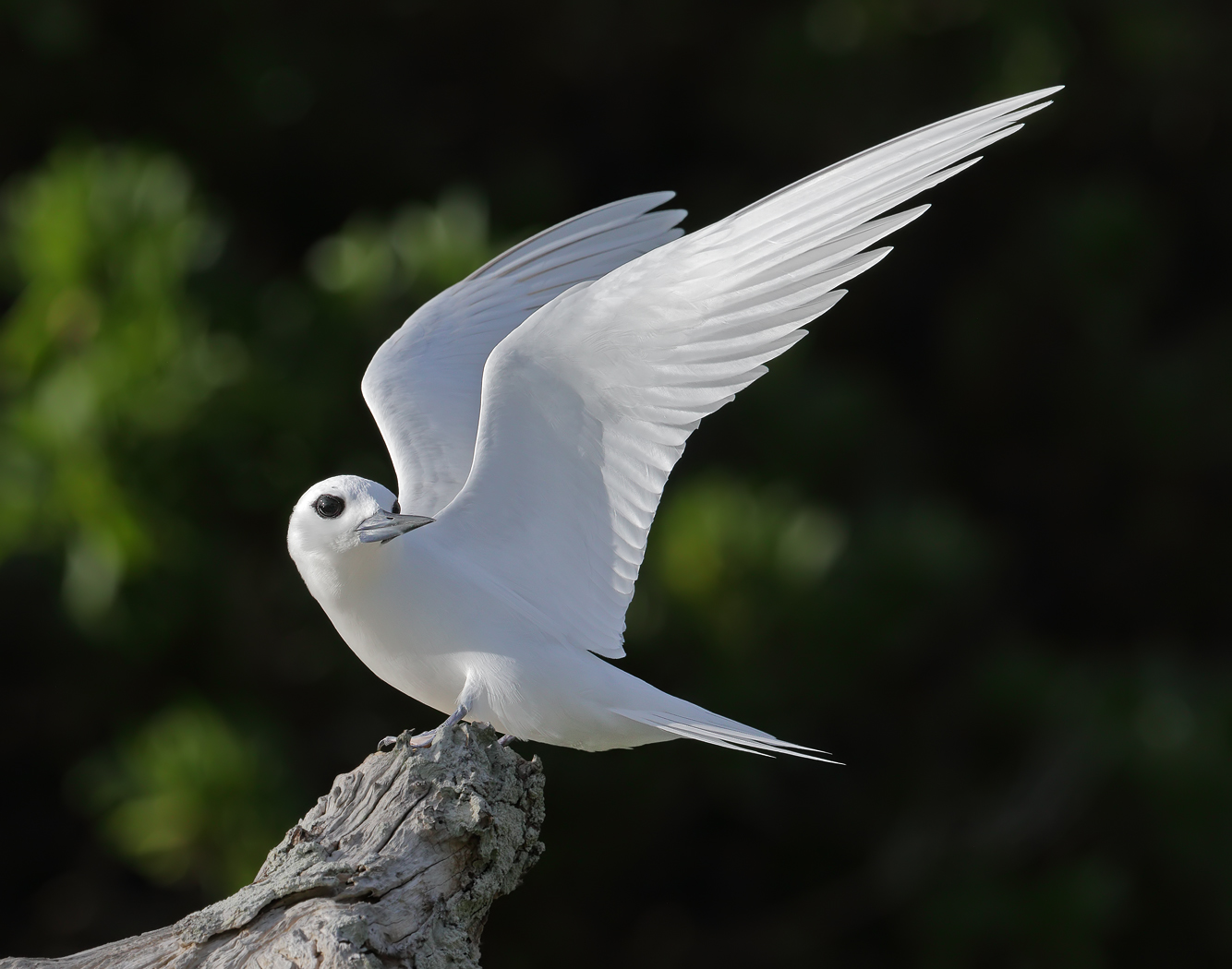 White Tern (Image ID 35226)