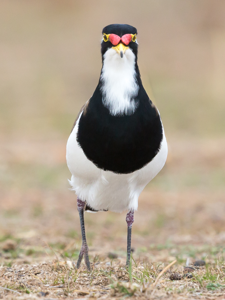 Banded Lapwing (Image ID 35293)