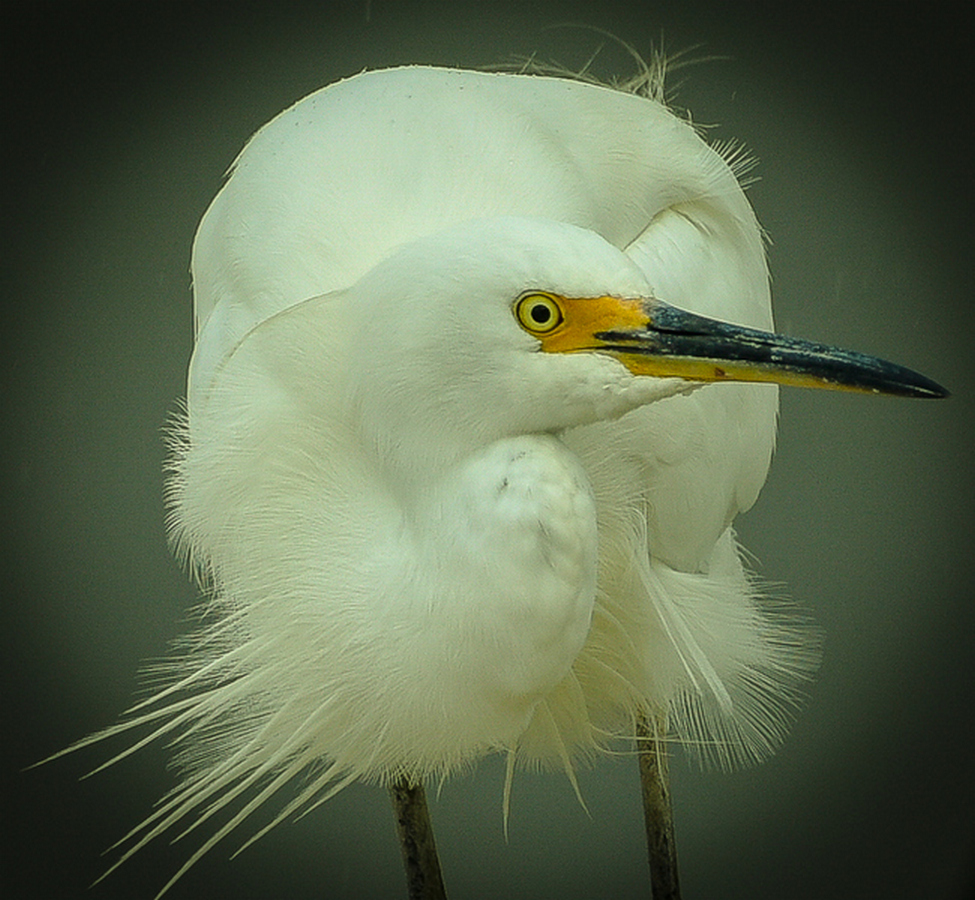 Little Egret (Image ID 35314)