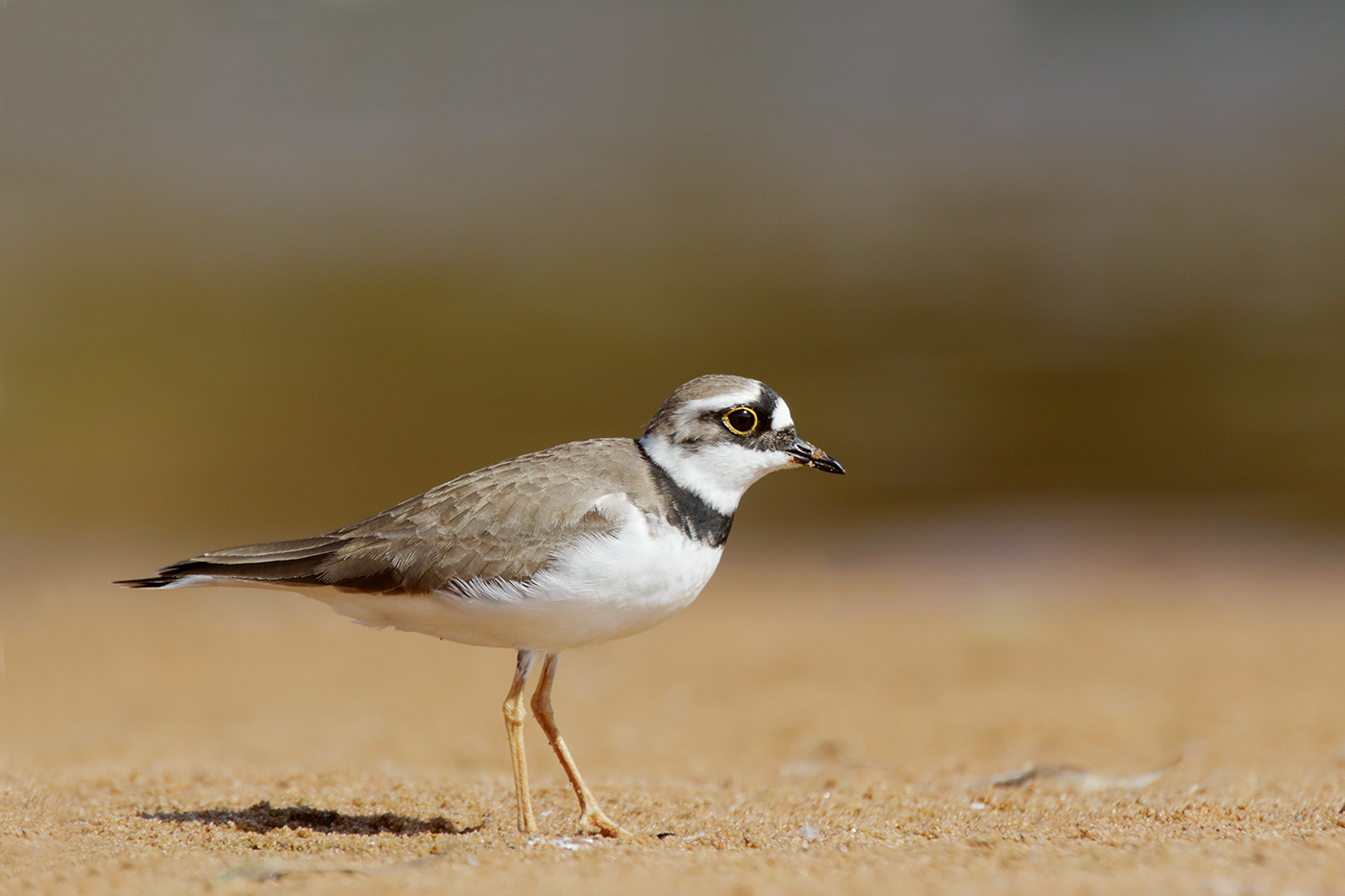 Little Ringed Plover (Image ID 35212)
