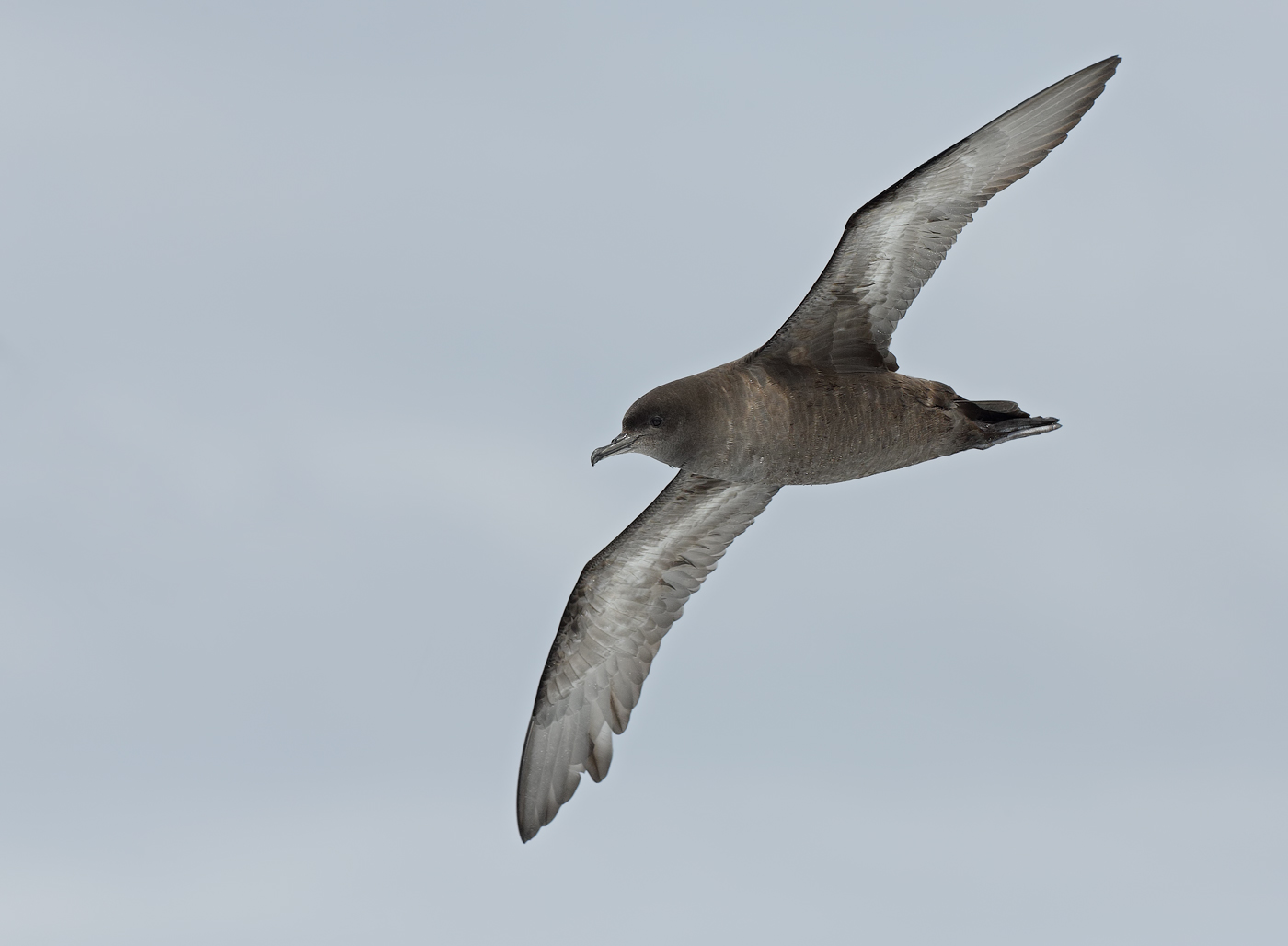 Short-tailed Shearwater (Image ID 35189)