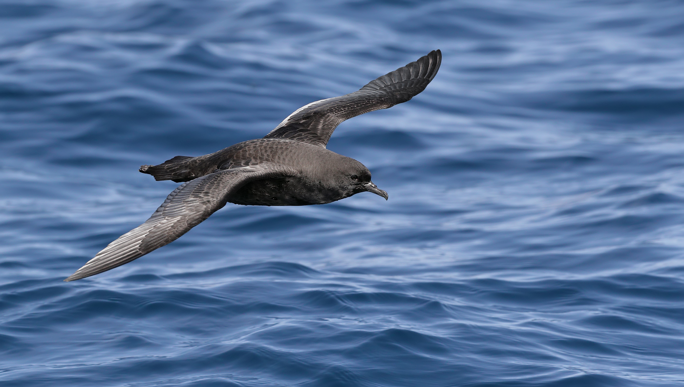 Short-tailed Shearwater (Image ID 35190)