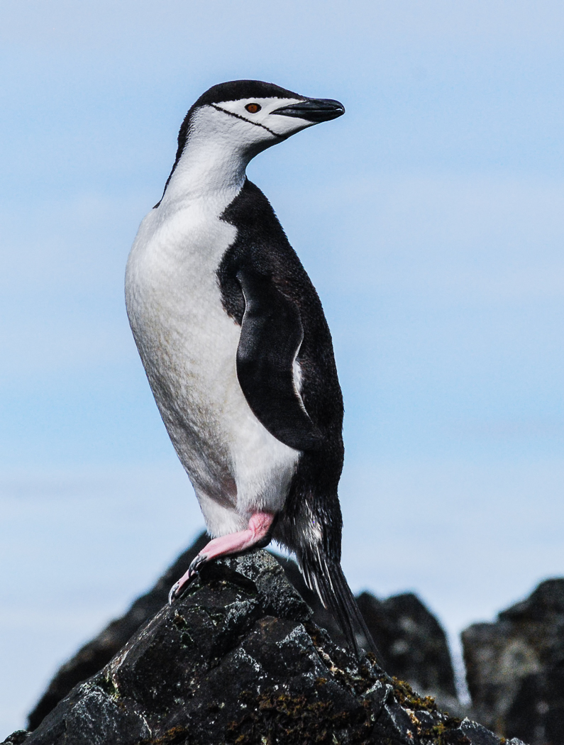 Chinstrap Penguin (Image ID 35240)