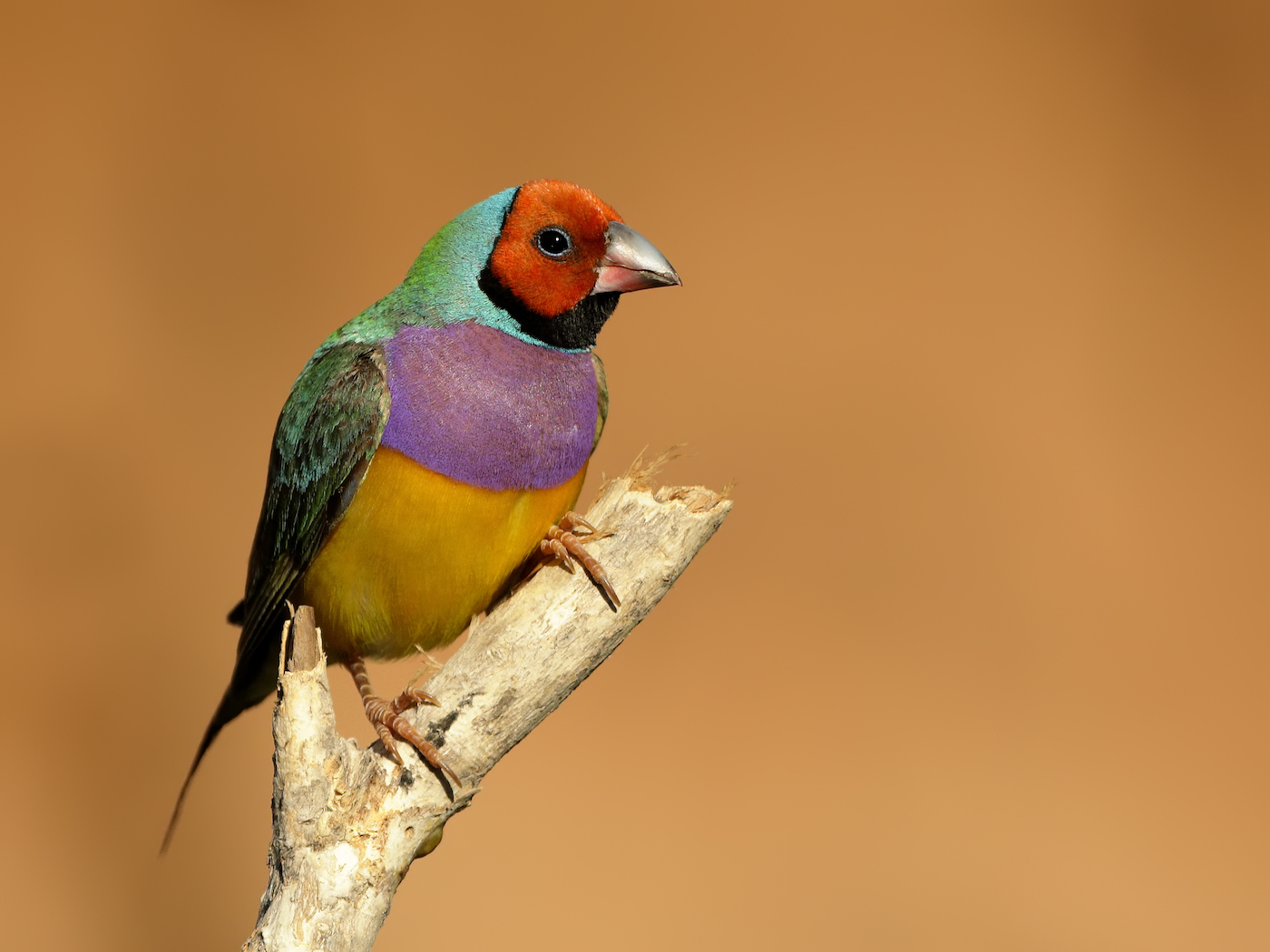 Gouldian Finch (Image ID 35738)