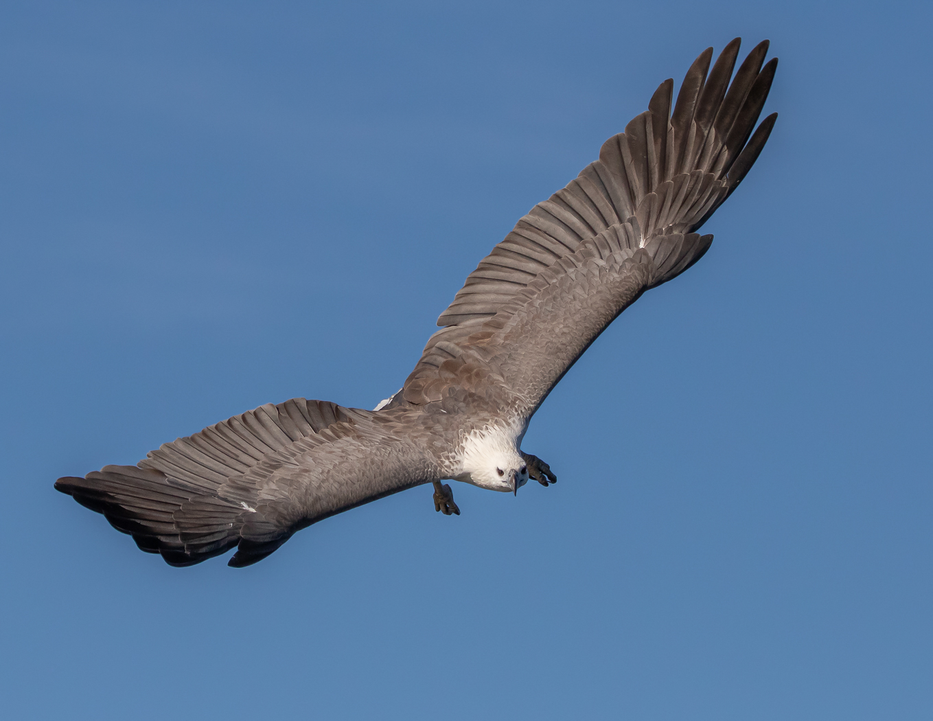 White-bellied Sea-Eagle (Image ID 35586)