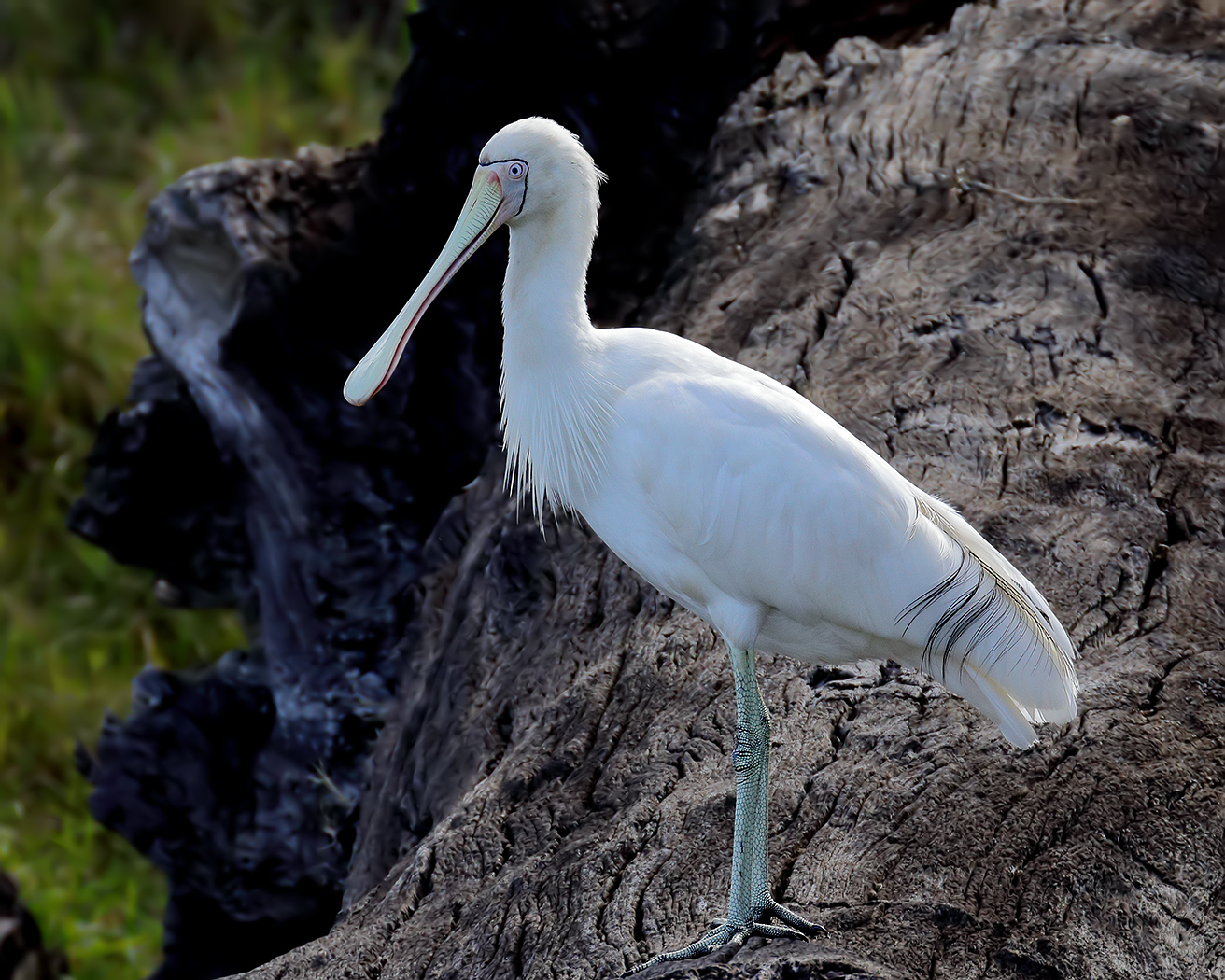 Yellow-billed Spoonbill (Image ID 35557)