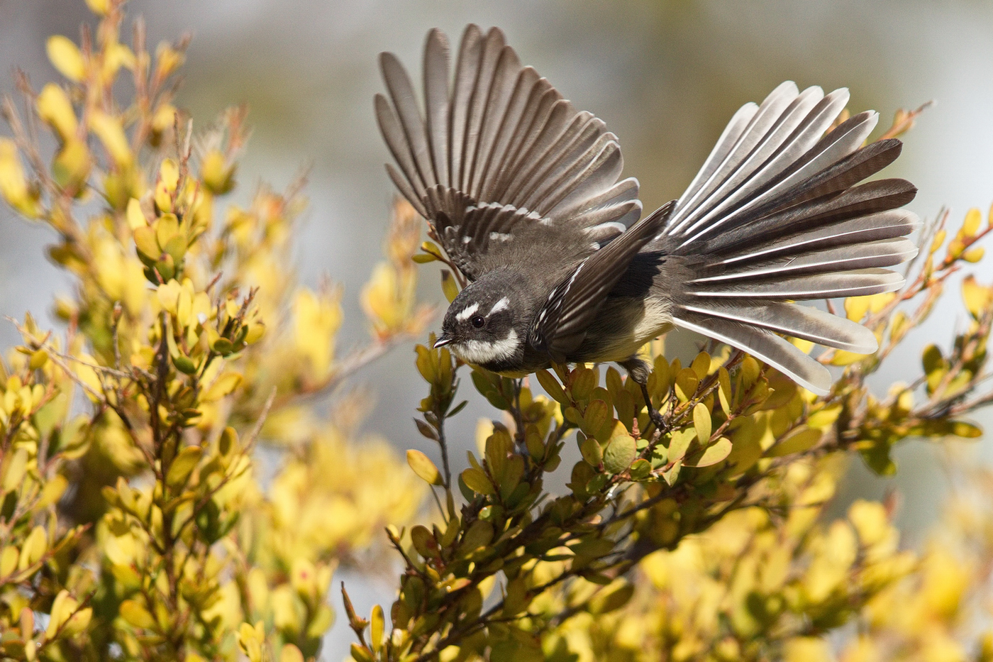 Grey Fantail (Image ID 35802)