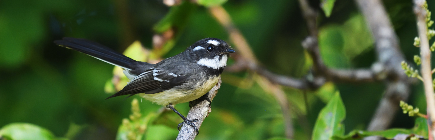 Grey Fantail (Image ID 35833)