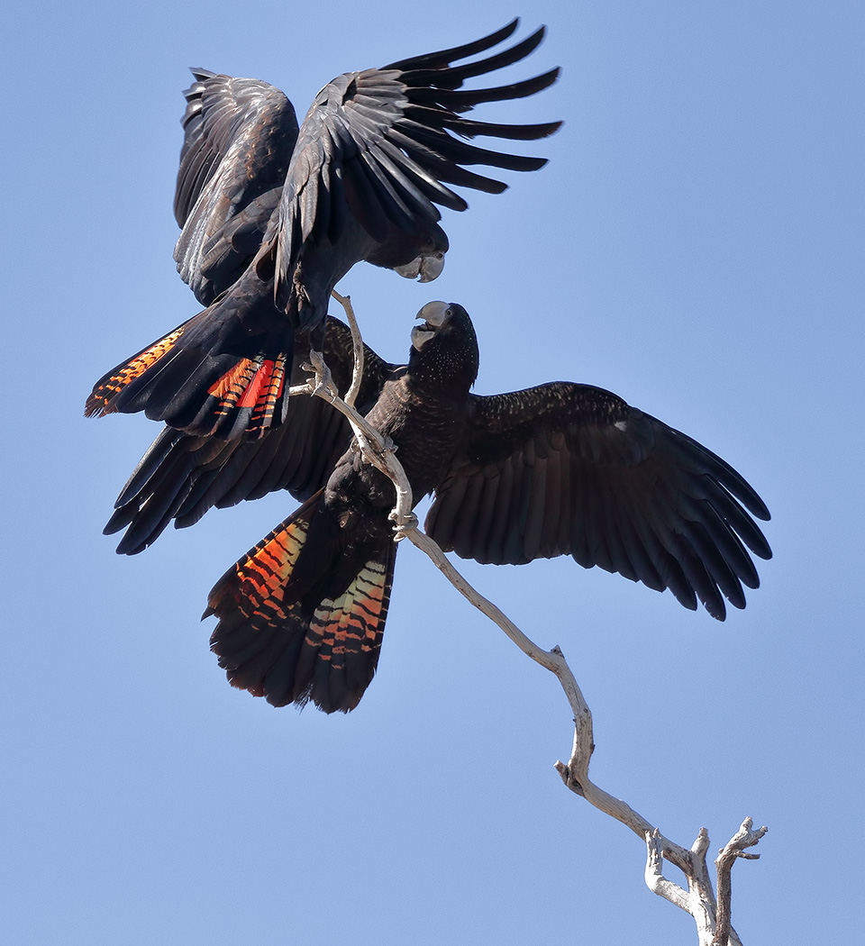 Red-tailed Black-Cockatoo (Image ID 35732)