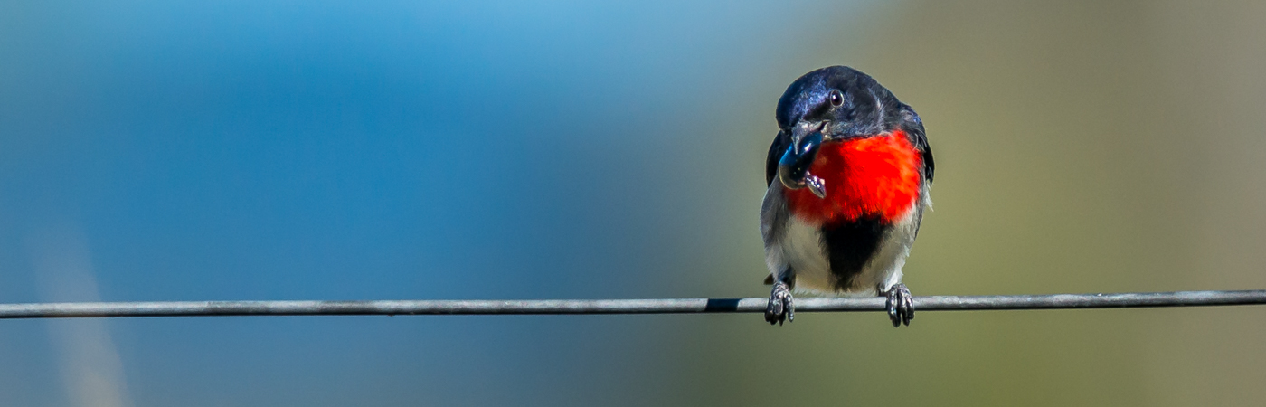 Mistletoebird (Image ID 35582)