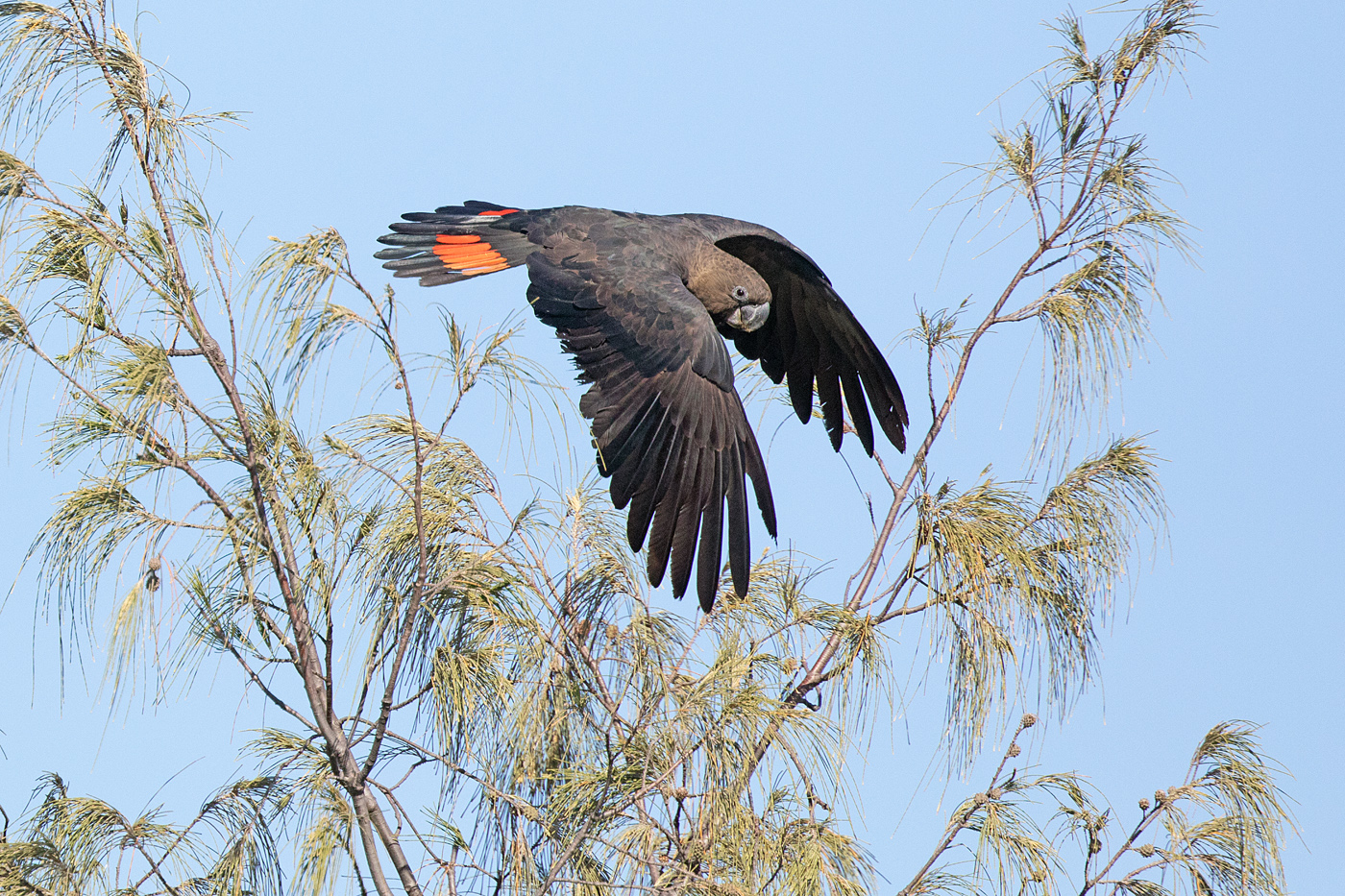 Glossy Black-Cockatoo (Image ID 35876)