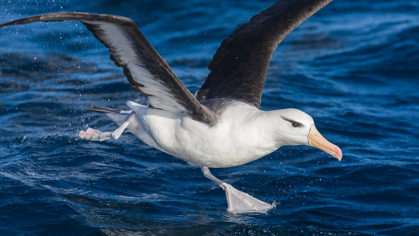 Black-browed Albatross (Image ID 35891)