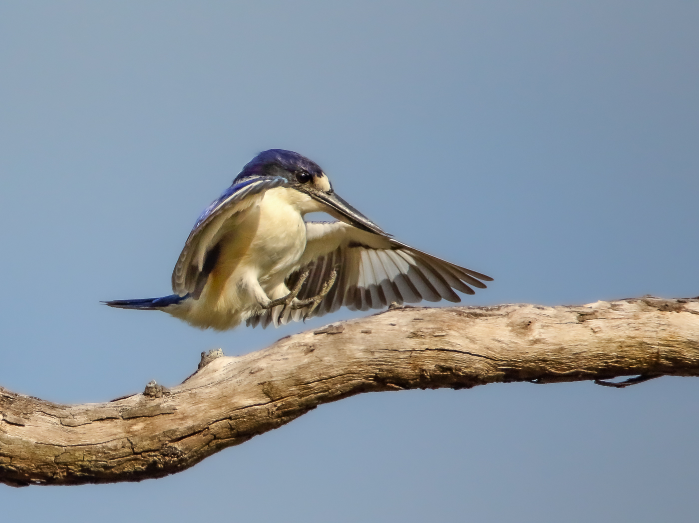 Forest Kingfisher (Image ID 35554)