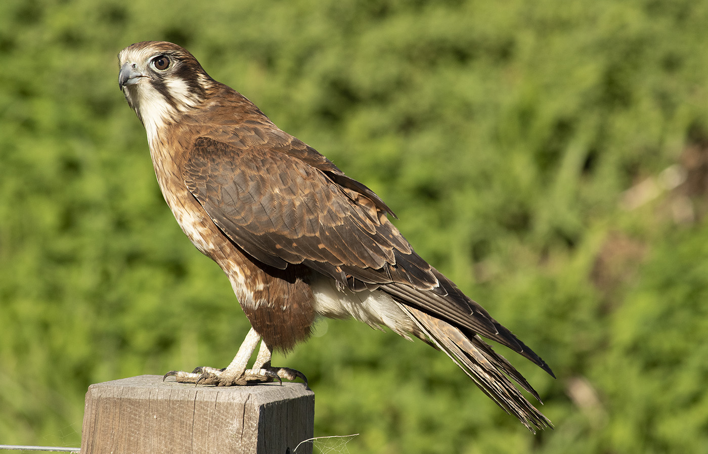 Brown Falcon (Image ID 35778)