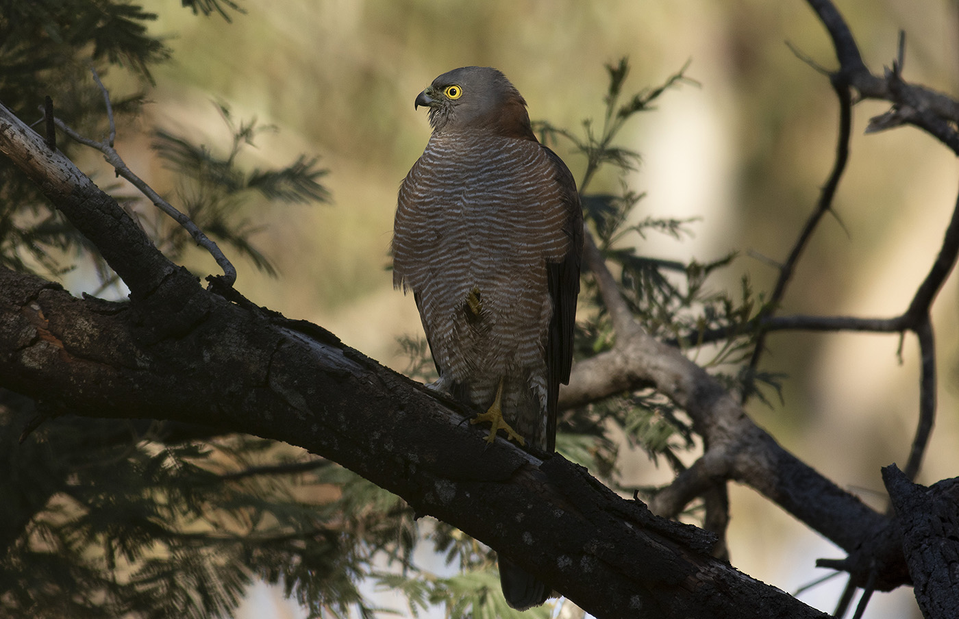 Collared Sparrowhawk (Image ID 35895)