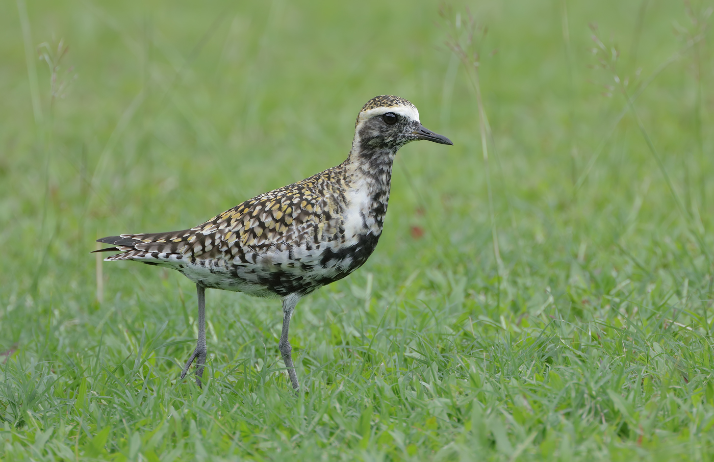 Pacific Golden Plover (Image ID 35900)