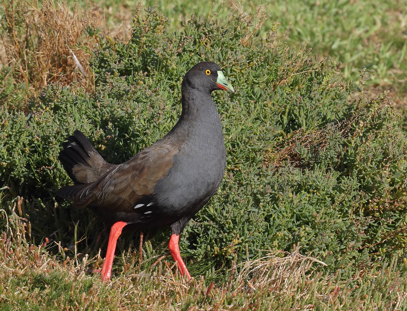 Black-tailed Native-hen (Image ID 35899)