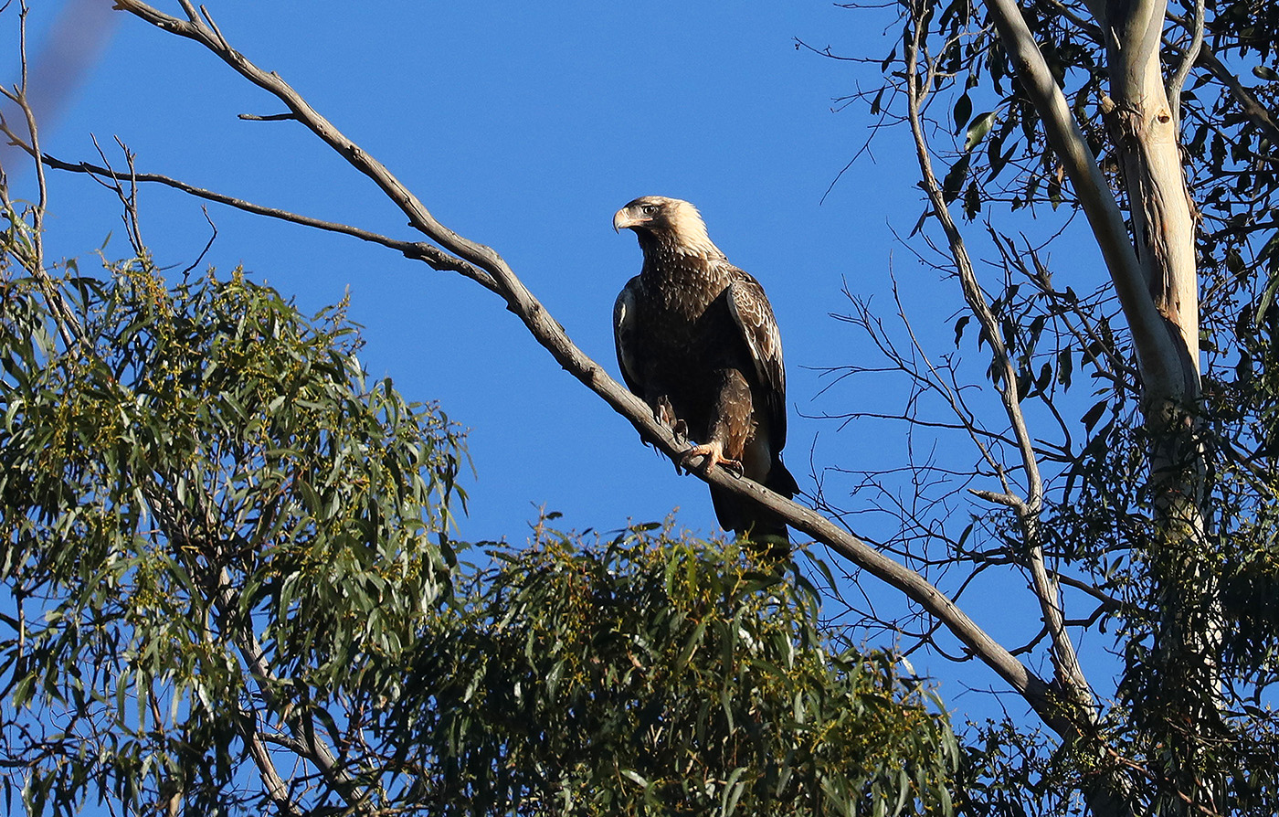 Wedge-tailed Eagle (Image ID 35852)
