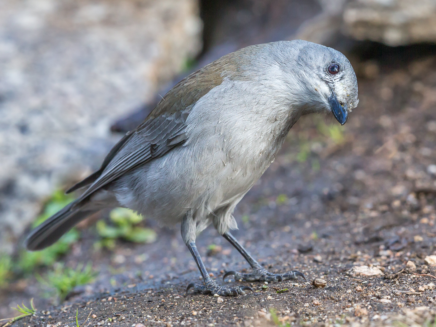 Grey Shrike-thrush (Image ID 35855)