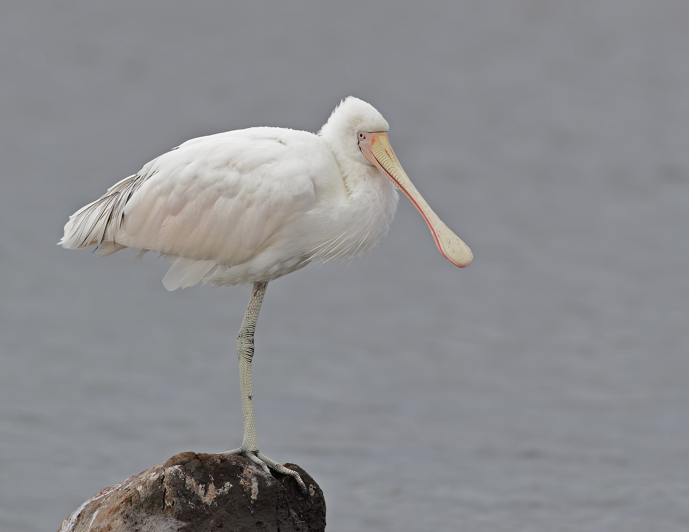 Yellow-billed Spoonbill (Image ID 35606)