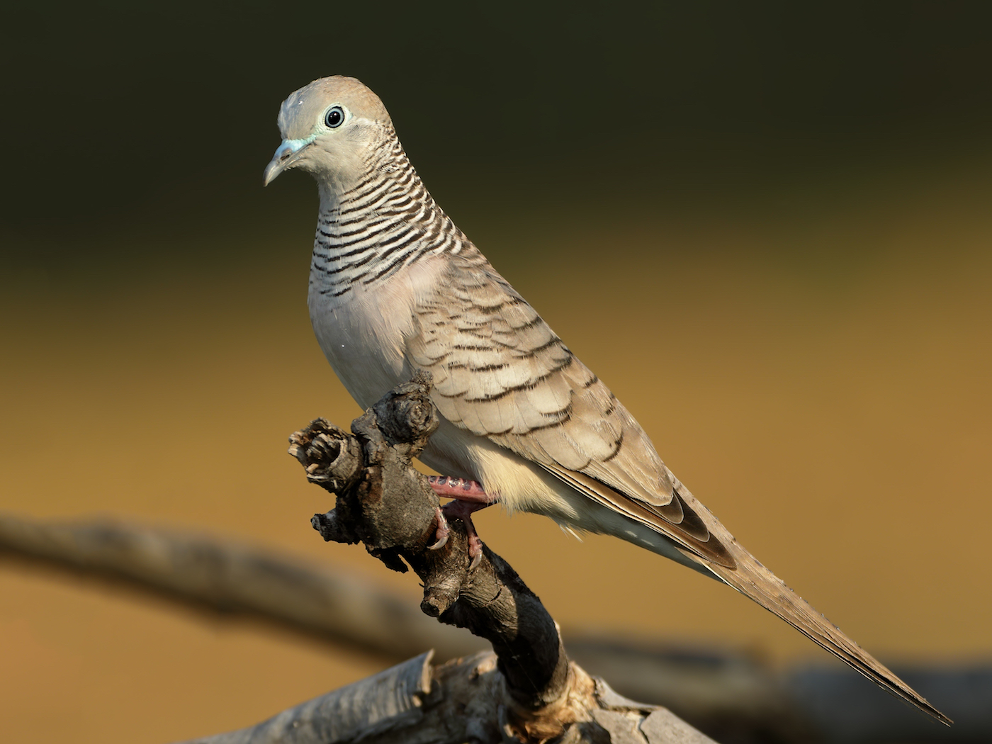 Peaceful Dove (Image ID 35573)
