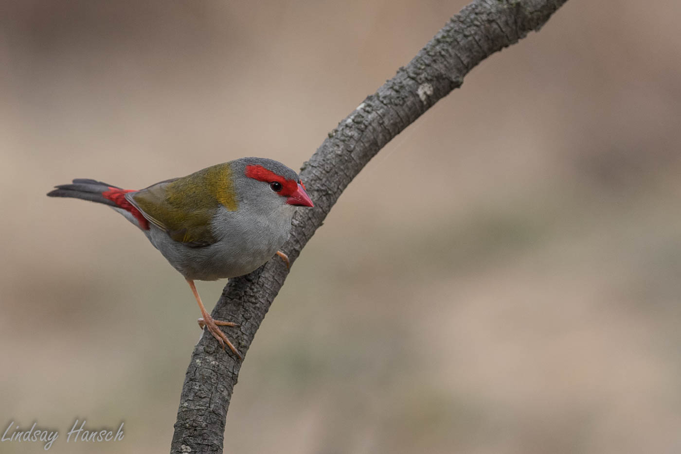 Red-browed Finch (Image ID 35941)