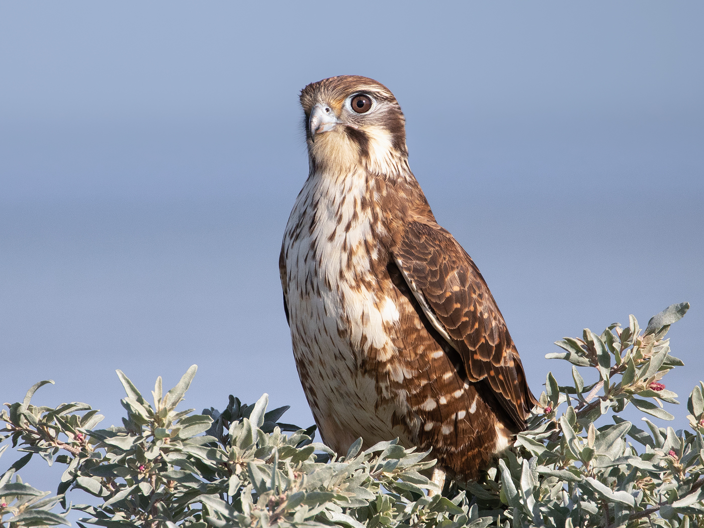 Brown Falcon (Image ID 36121)