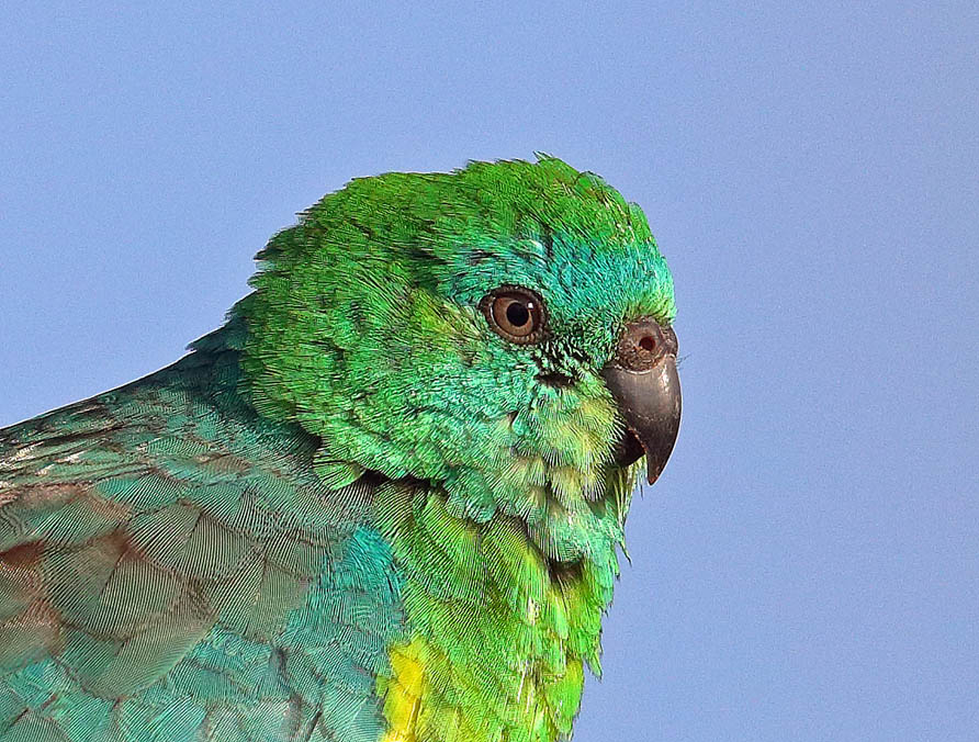 Red-rumped Parrot (Image ID 36126)