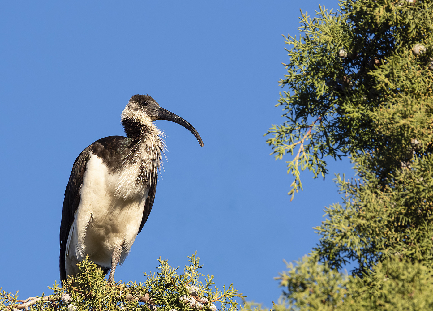 Straw-necked Ibis (Image ID 36009)