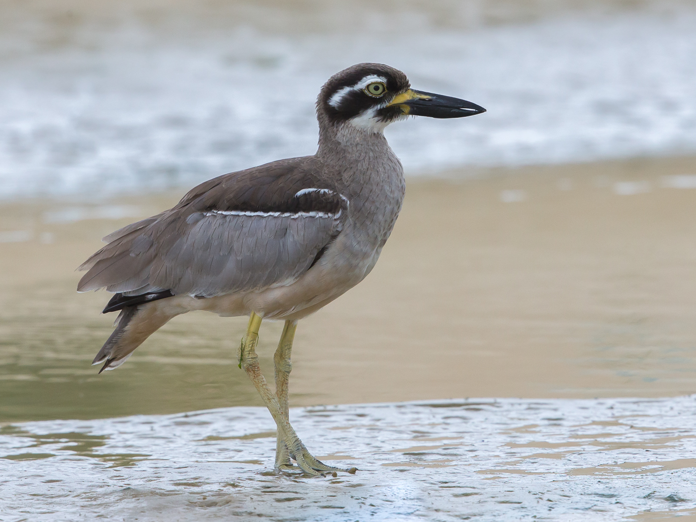 Beach Stone-curlew (Image ID 35958)