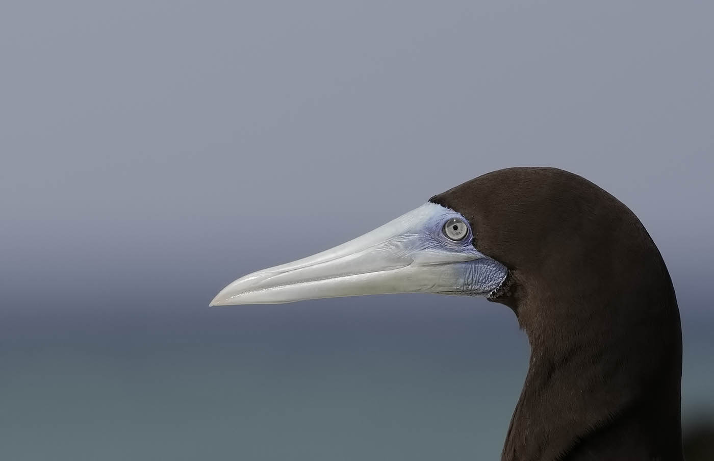 Brown Booby (Image ID 36050)