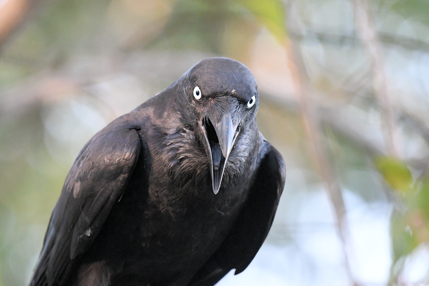 Torresian Crow (Image ID 35960)