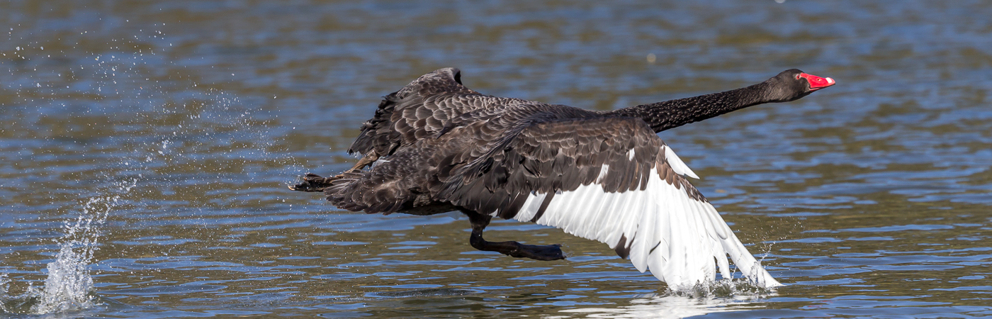 Black Swan (Image ID 35980)
