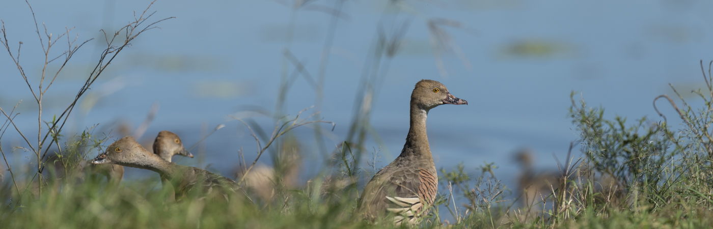 Plumed Whistling-Duck (Image ID 36030)