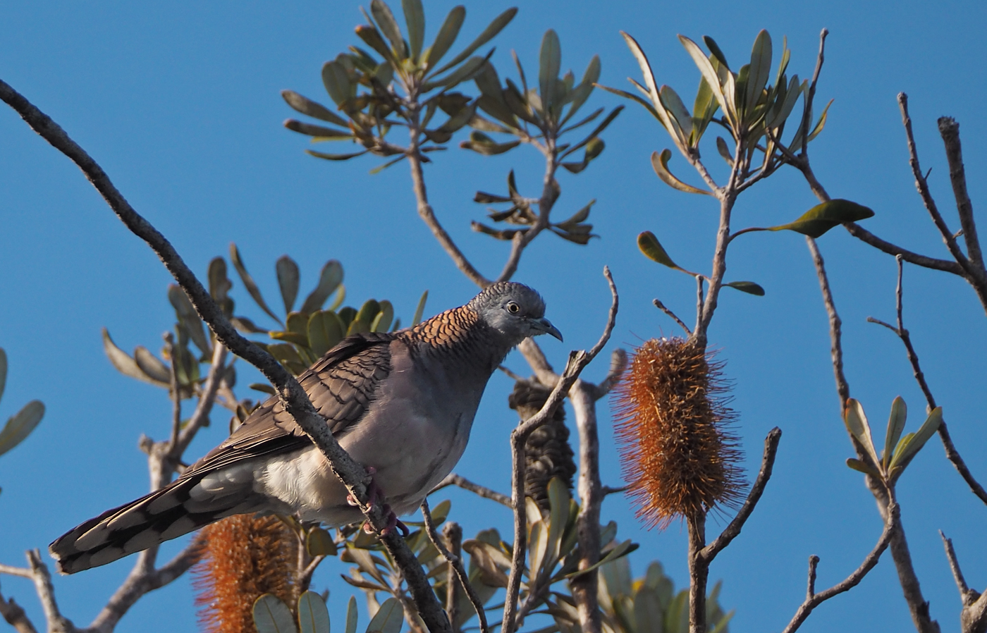 Bar-shouldered Dove (Image ID 36162)
