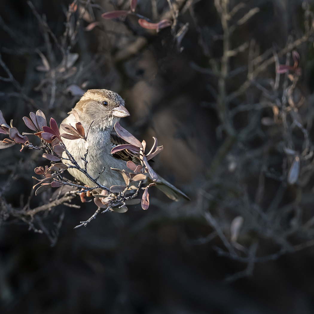 House Sparrow (Image ID 35931)