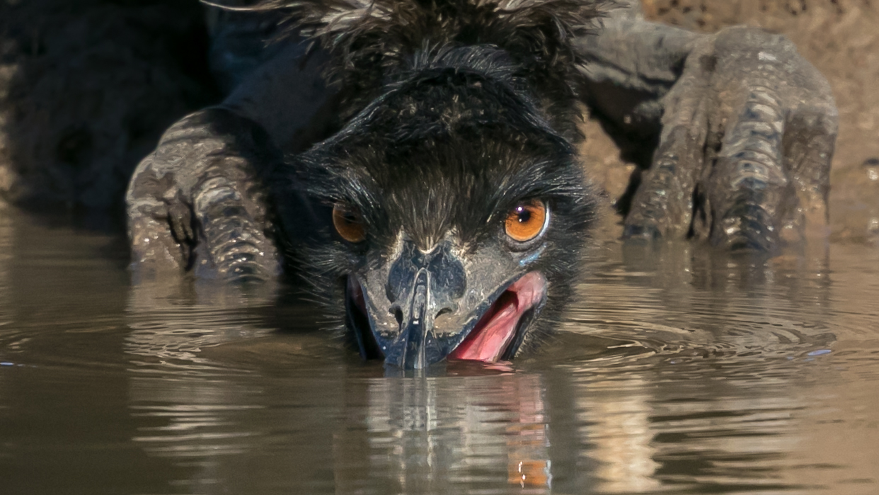 Emu (Image ID 36015)