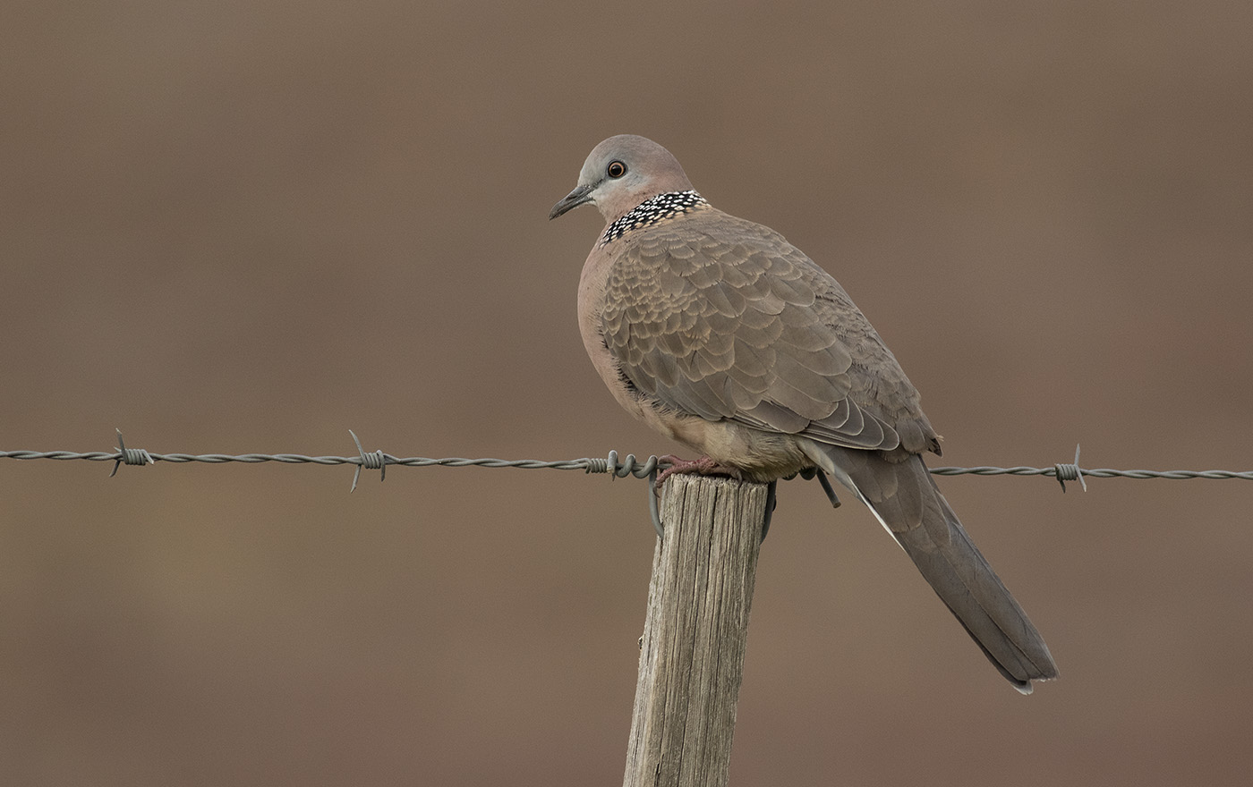 Spotted Dove (Image ID 35925)