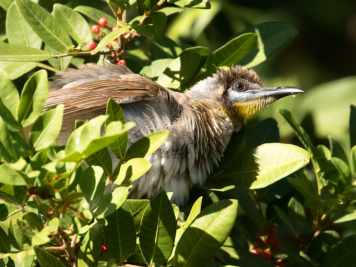 Little Friarbird (Image ID 36036)