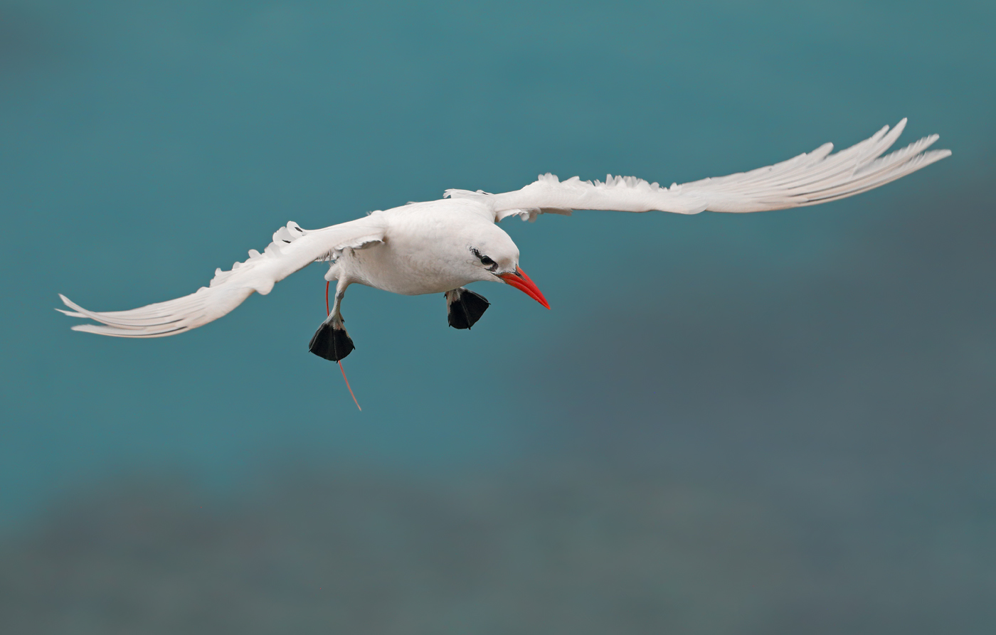 Red-tailed Tropicbird (Image ID 35976)