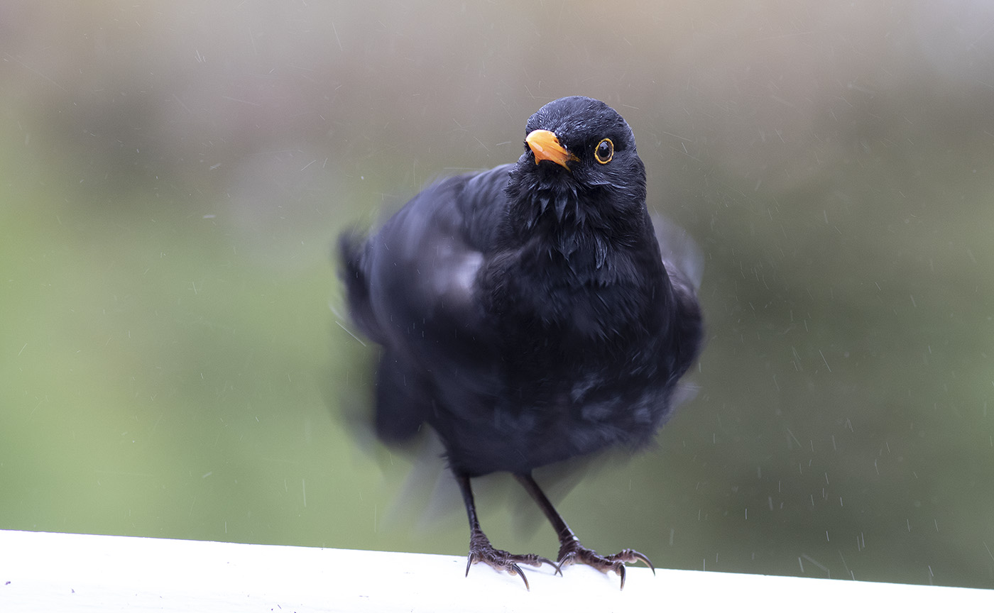 Common Blackbird (Image ID 36200)